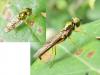 Sargus bipunctatus